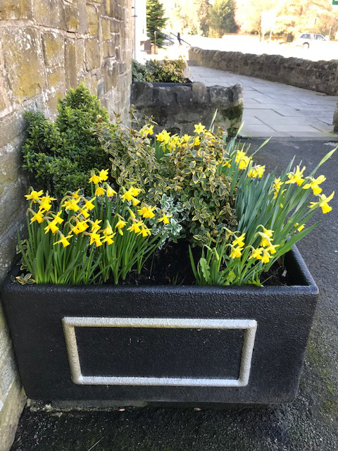 daffodils in a pot 2